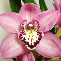 Glossaire des orchidées